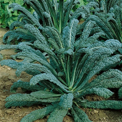 Picture of Kale Nero Di Toscana